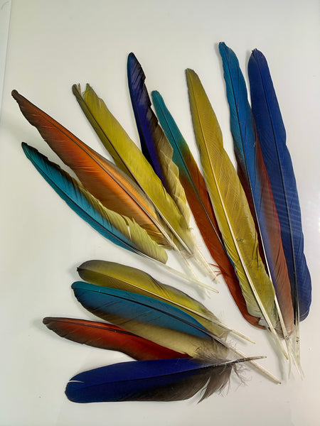 Parrot And Macaw Feathers